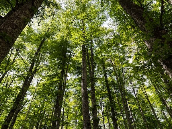 森林環境税の活用を事例で紹介 地域色豊かな使い道