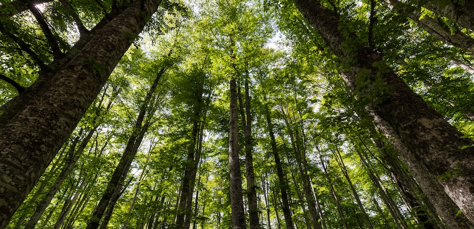 森林環境税の活用を事例で紹介 地域色豊かな使い道